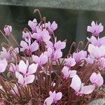 Cyclamen africanum عادت داشتن