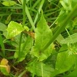 Rumex arifolius Leaf