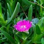 Carpobrotus acinaciformisFlor