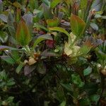 Rhododendron viridescens Leaf