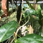 Anthurium scandens Corteza