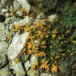 Cytisus ardoinoi Habit