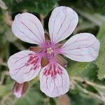 Erodium trifolium Flower