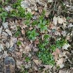 Mercurialis perennis Habitat