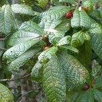 Ficus pancheriana Costuma