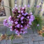 Verbena bonariensisCvet