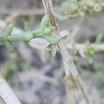 Salsola setifera Leaf