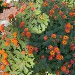 Lantana aculeata Flors