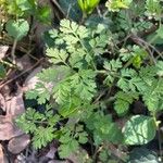 Chaerophyllum tainturieri Leaf