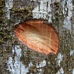 Detarium macrocarpum Rinde