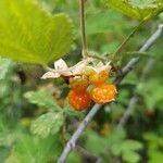 Rubus biflorus Fruto