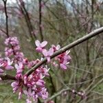 Cercis canadensisFlower