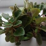 Saintpaulia ionantha Hoja
