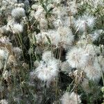 Podospermum laciniatum Plod