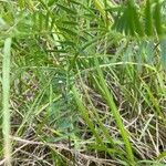 Vicia tenuifolia Blatt