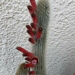 Cleistocactus baumannii Vivejo