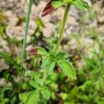 Origanum vulgareFolla