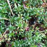 Gaultheria myrsinoides List