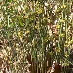 Ephedra distachya Агульны выгляд