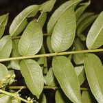 Zanthoxylum setulosum Leht