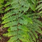 Dryopteris marginalis Leaf