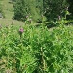 Cirsium alsophilum Habit