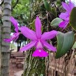Cattleya walkeriana Flor