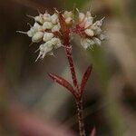 Chaetonychia cymosa Flor