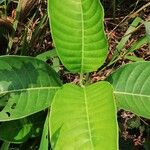 Psychotria venosa ഇല