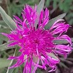 Centaurea jacea Fleur
