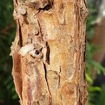 Podocarpus totara Corteza
