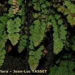 Asplenium hispanicum Habitat