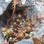 Sedum forsterianum Leaf