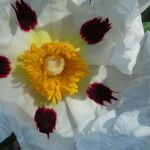 Cistus ladanifer 花