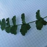 Pimpinella saxifragaLeht