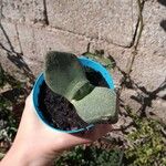 Pleiospilos simulans Hoja