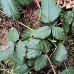 Rubus ursinus 樹皮