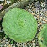 Aeonium tabulaeforme 叶