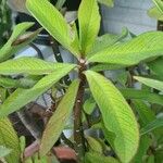 Euphorbia grantii 葉