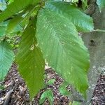 Fagus grandifolia 葉