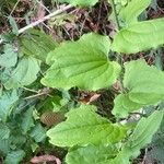 Smilax tamnoides Leaf