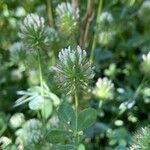 Trifolium lappaceum 花