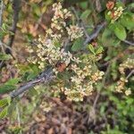 Gymnosporia putterlickioides Flower