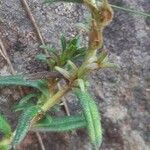 Glandora prostrata 葉
