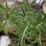 Crupina crupinastrum Leaf