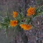 Scolymus hispanicus Агульны выгляд