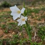 Gladiolus candidus Квітка