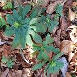 Euphorbia amygdaloides Feuille