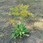 Senecio doria Blomma