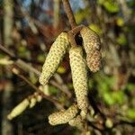 Corylus avellana Fruit